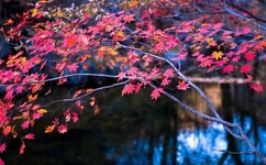 少年英雄方世玉全集